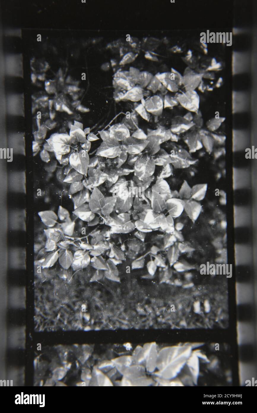 Fine 1970s vintage black and white photography of plants growing in the ...