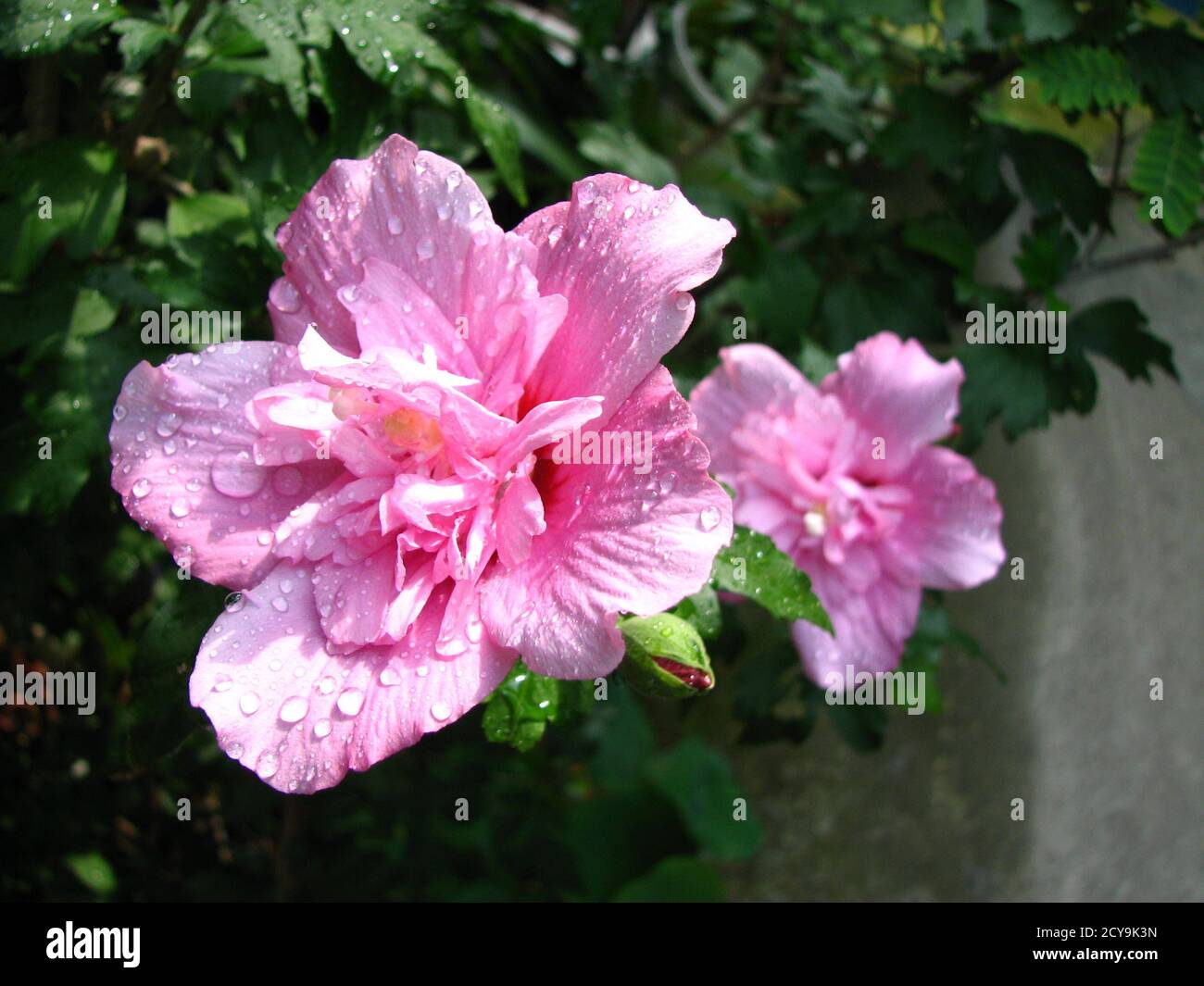 Closeup of 'Hibiscus syriacus 'Ardens' ' - a double-flowered plant with raindrops on it Stock Photo