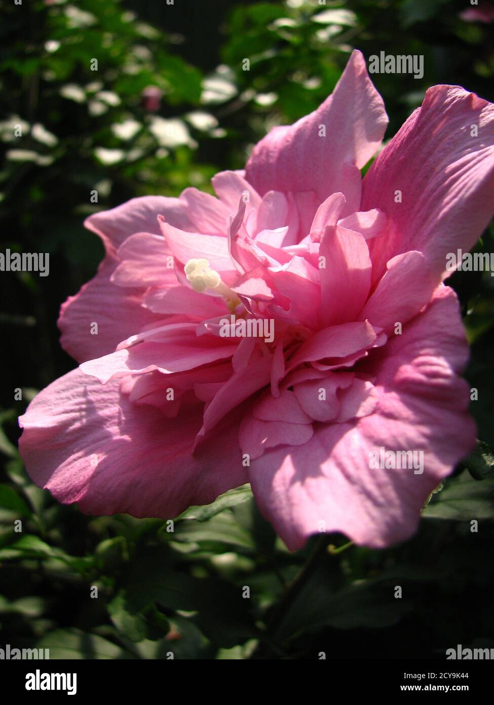 Closeup of a 'Hibiscus syriacus 'Ardens' ', double-flowered plant Stock Photo