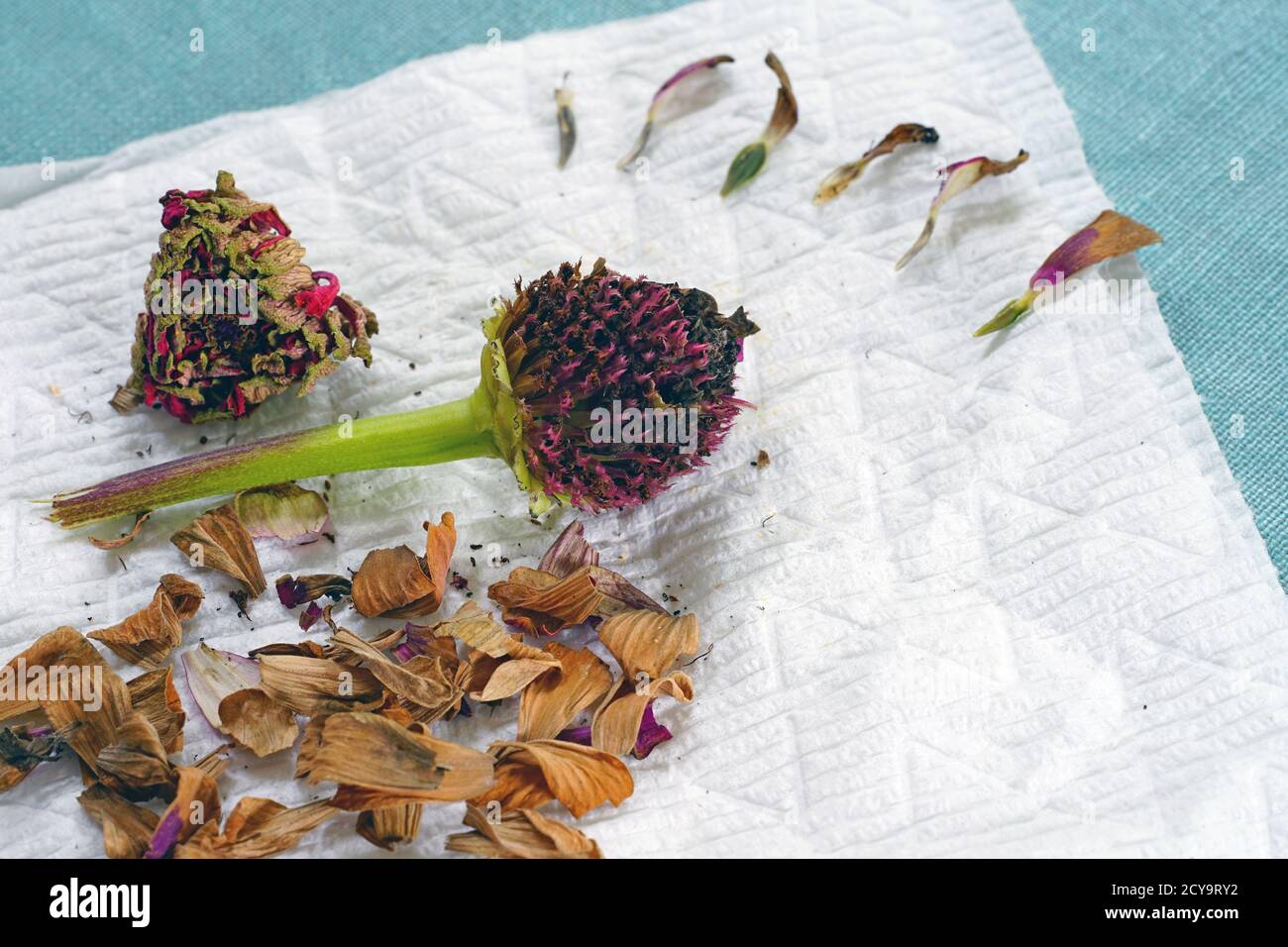 Saving dried zinnia flower seeds Stock Photo Alamy