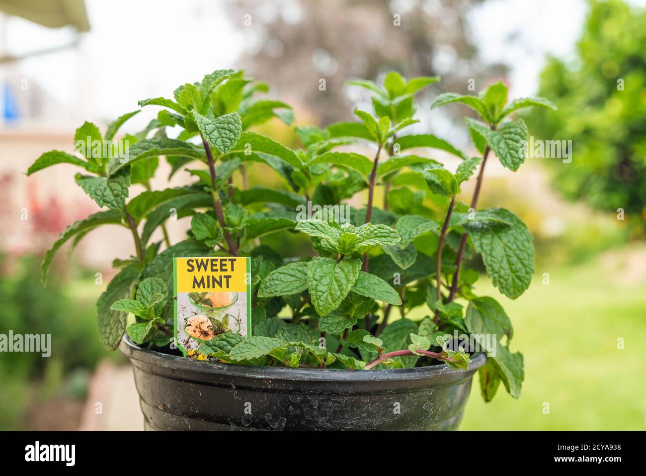 Close up Sweet Mint plant in pot in natural background Stock Photo - Alamy