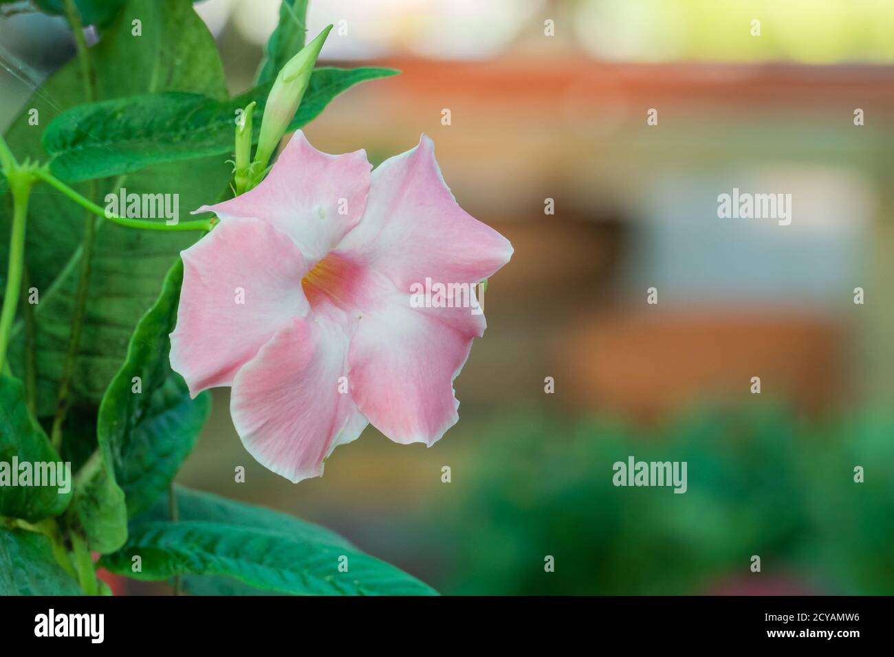 flower pink brazilian jasmine from plant mandevilla sanderi Stock Photo Alamy