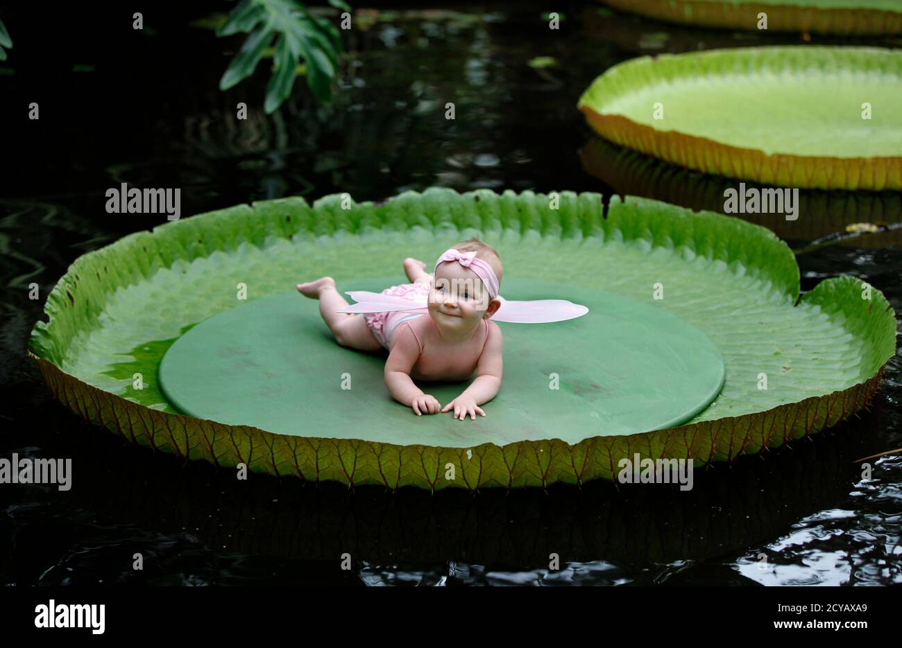 Seven And A Half Month Old Tanisha Overbeeke Smiles While Resting On Top Of A Leaf Of The Victoria Amazonica At The Rotterdam Blijdorp Zoo September 1 10 Children Could Be Photographed On Top Of The Seven And A Half Month Old Tanisha Overbeeke Smiles While Resting On Top Of A Leaf Of The Victoria Amazonica At The Rotterdam Blijdorp Zoo September 1 10 Children Could Be Photographed On Top Of The