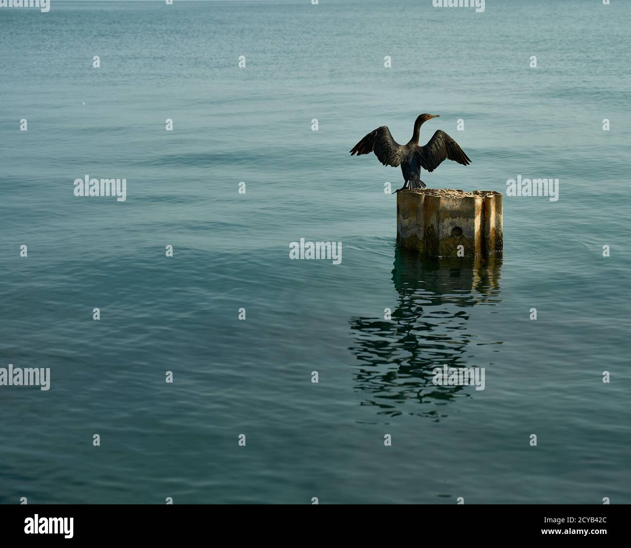 Tranquil scene, cormorant perched on pillar in the water spreading wings Stock Photo