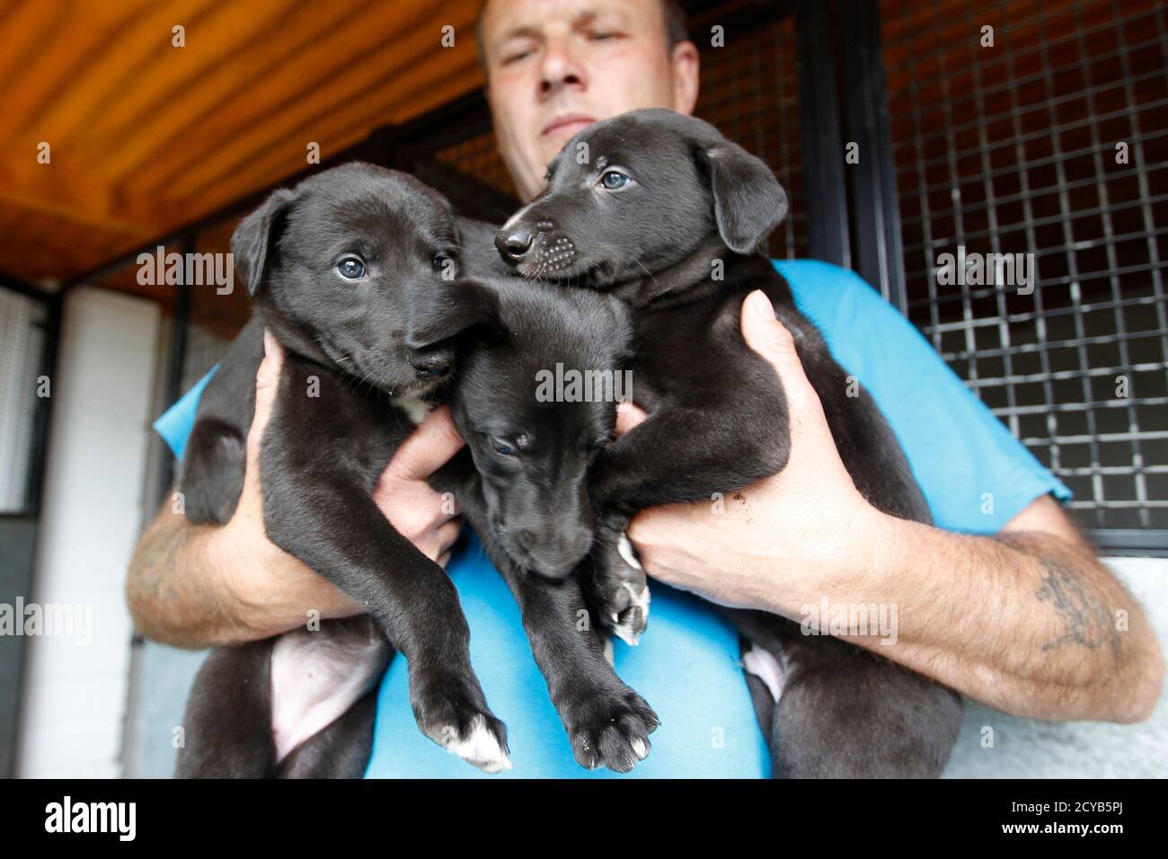Greyhound breeder Kevin Gant holds part of a litter of four week old  puppies in Norfolk June 5, 2011. A greyhound typically begins its racing  career around the age of eighteen months