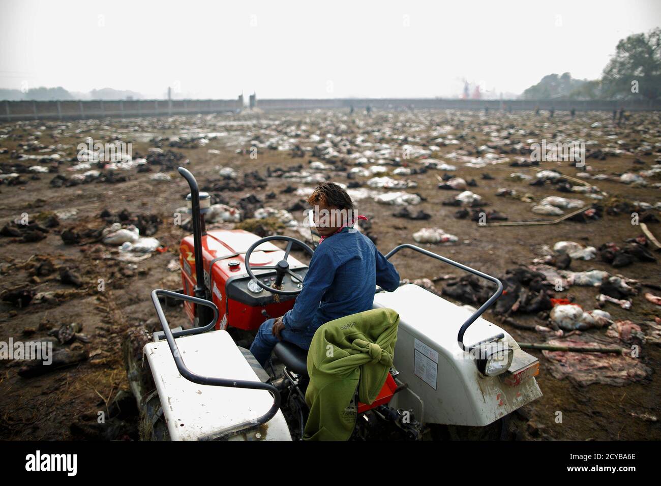 A Man Sits In A Tractor To Load The Sacrificed Buffalos A Day After The 