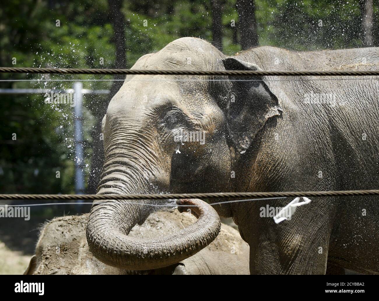 An elephant sprays water to cool itself inside its enclosure at a zoo,  which is partially destroyed, in Tbilisi, Georgia, June 18, 2015. A tiger,  one of dozens of animals that escaped
