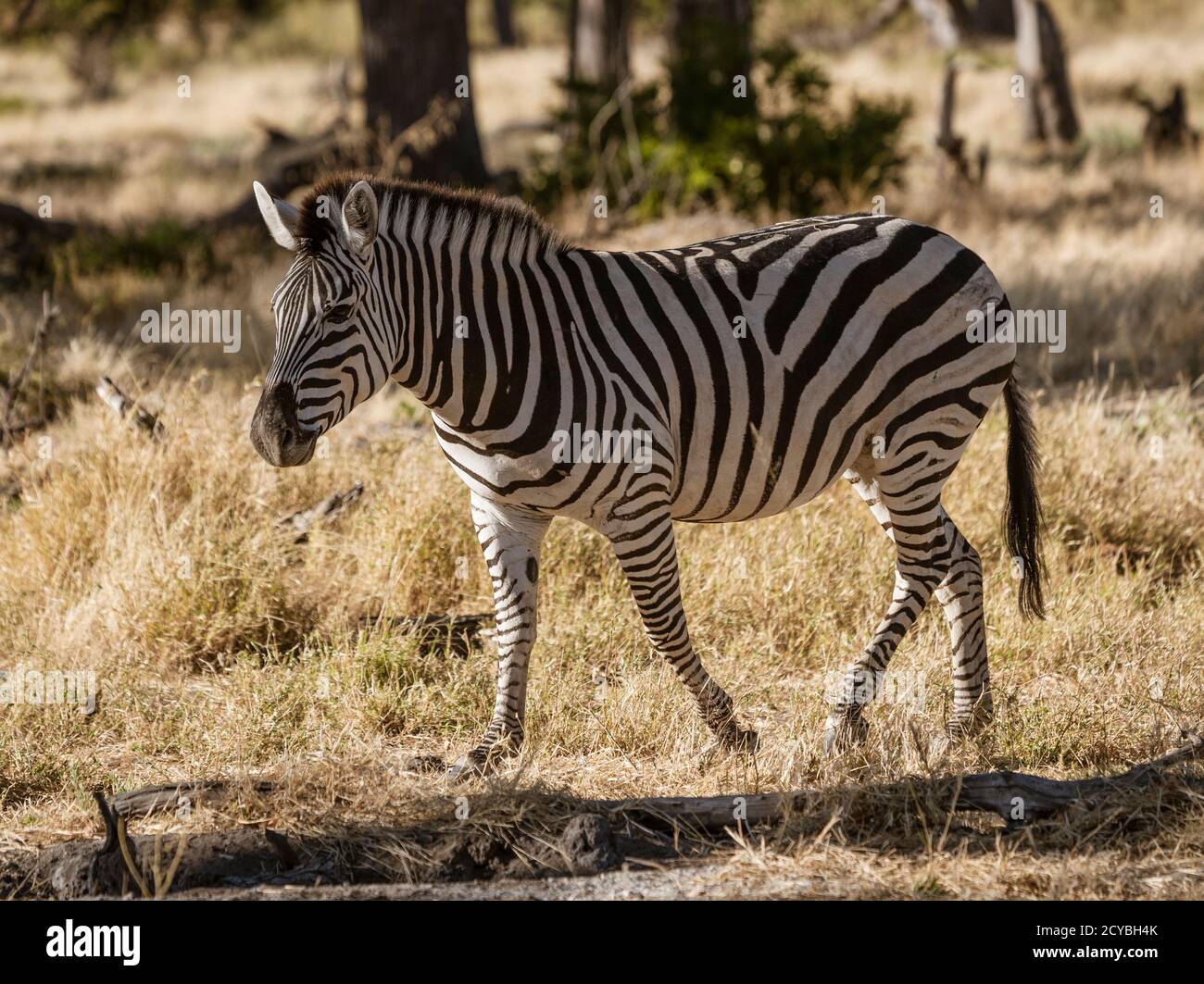 A single zebra walks across the short grass in Botswana Stock Photo - Alamy