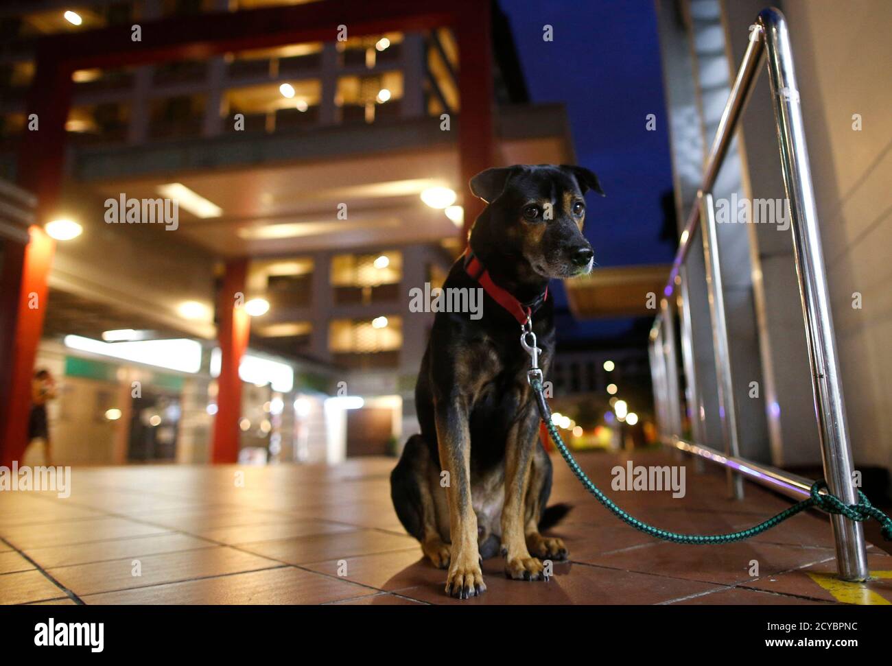 Why Does My Dogs Hackles Go Up