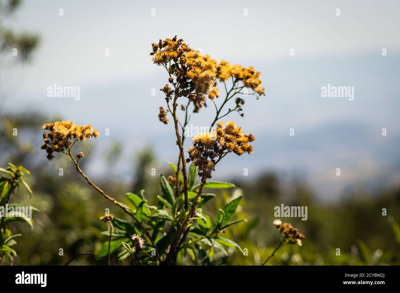 An Achyrocline satureioides, a species of plant in the daisy family and used as the medicinal plant, nearby the hills of Pedra da Macela landmark. Stock Photo