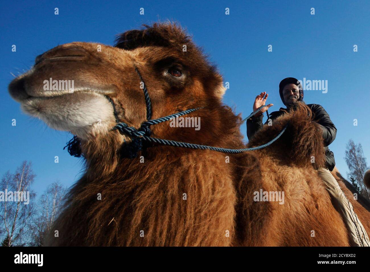 Somali camel herder Ali Abdullahi Hassan, 40, waves as he takes a Bactrian  camel for a ride through the snowy countryside near the rural town of  Gyttorp March 3, 2011. Ali emigrated