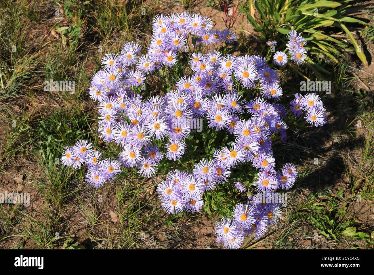 Flowers of Colorado Stock Photo Alamy