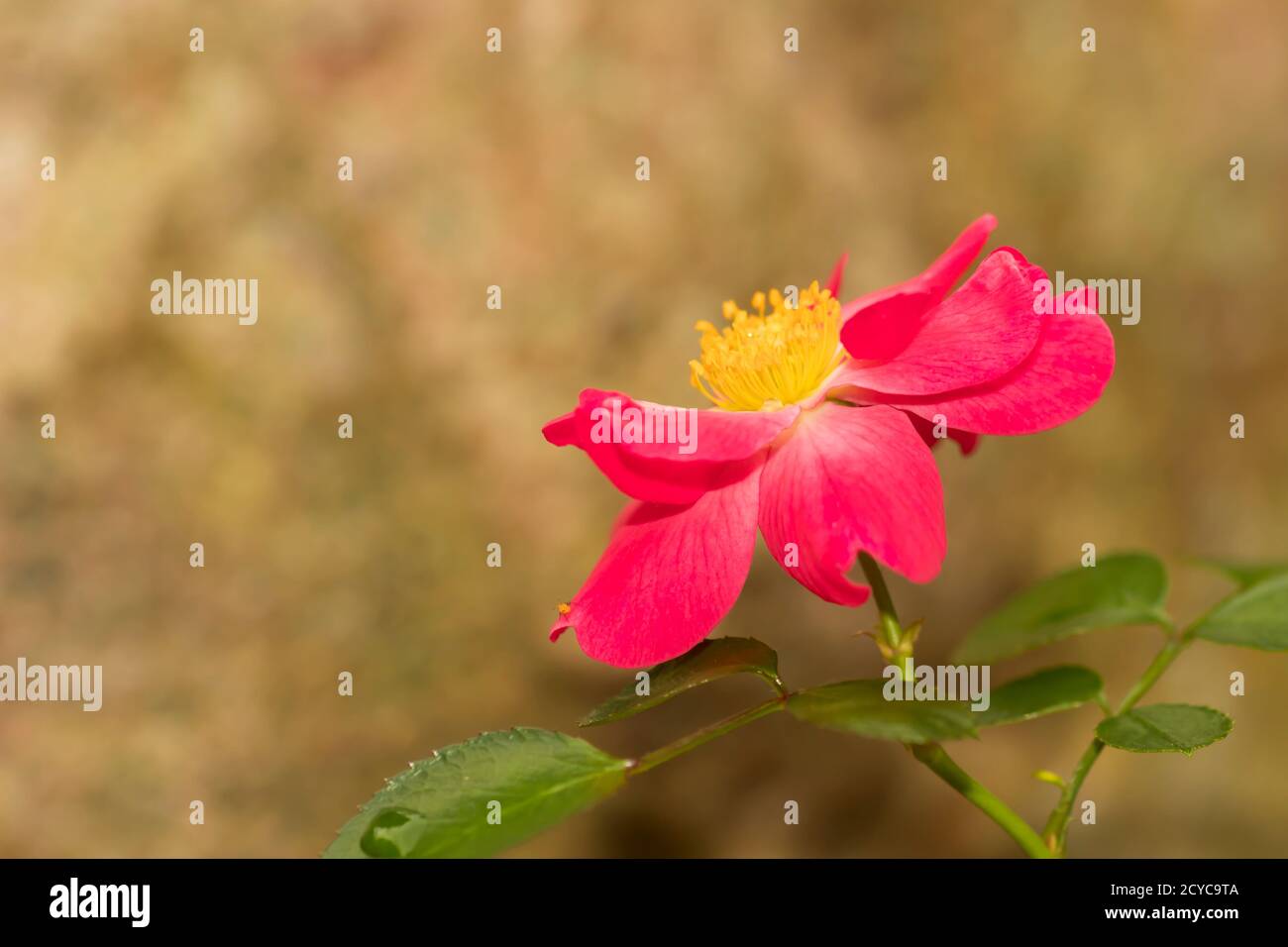 Pink tea rose in garden closeup Stock Photo