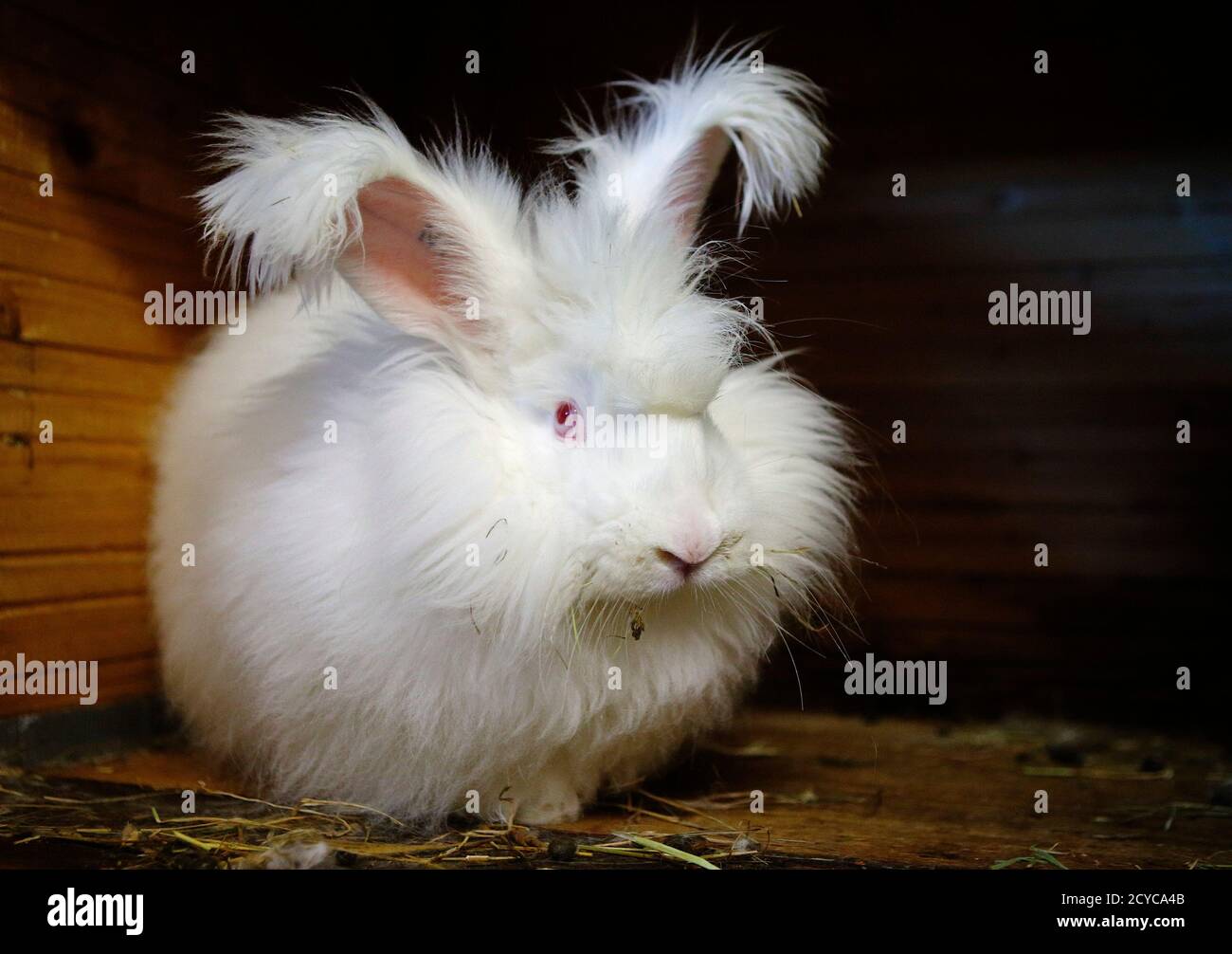 https www alamy com angora rabbit emilson sits in its hutch at georgia spaustas small angora wool farm in herzogbirbaum austria march 10 2015 spausta produces hand spun yarn from some 25 angora rabbits which is sold in small scale to enthusiasts or at local markets the rabbits are clipped four times a year each time giving some 300 grams of wool about the amount needed to knit one pullover picture taken march 10 2015 reutersheinz peter bader image378284827 html