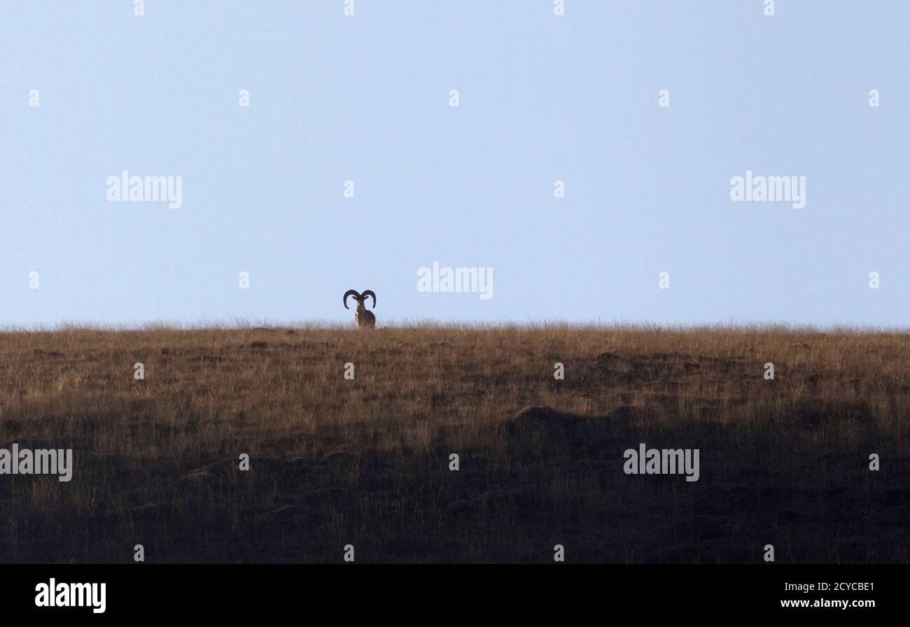Urial Sheep High Resolution Stock Photography and Images - Alamy