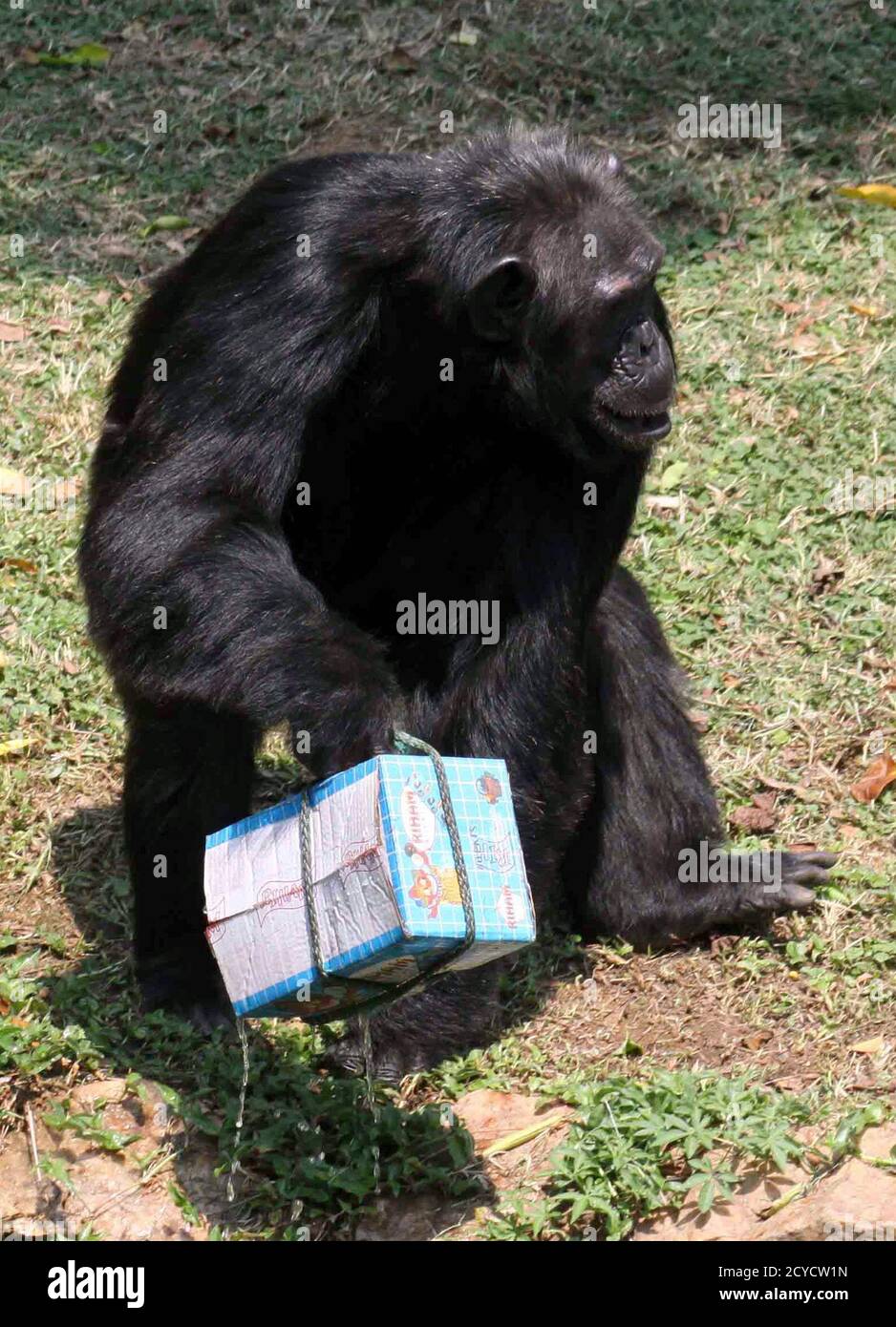 Zakayo, the oldest alpha male chimpanzee in captivity in Uganda, carries a cake on his 46th birthday at Uganda Wildlife Education Centre (UWEC) in Entebbe, 42km (25 miles) south of capital Kampala, Zakayo, the oldest alpha male chimpanzee in captivity in Uganda, carries a cake on his 46th birthday at Uganda Wildlife Education Centre (UWEC) in Entebbe, 42km (25 miles) south of capital Kampala,