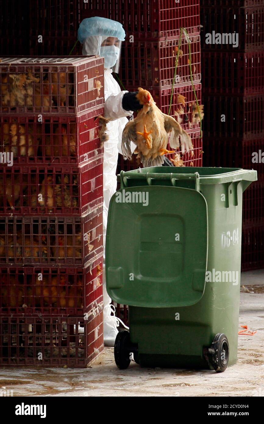 Chicken Cull High Resolution Stock Photography And Images Alamy