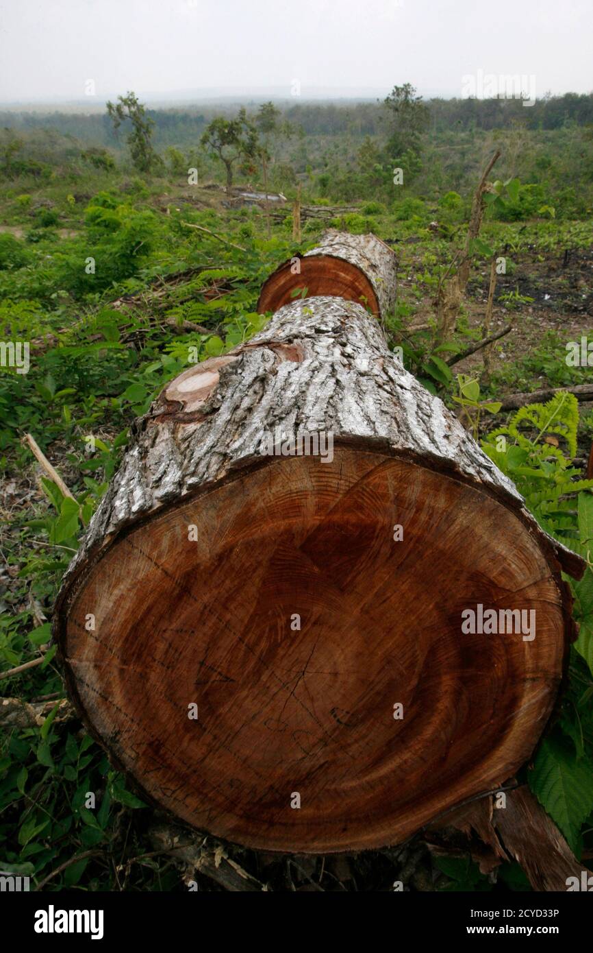 Freshly Cut Logs Are Seen In A Forest Owned By State Owned Forestry Enterprise Perhutani In Jombang Indonesia S East Java Province June 20 2012 Stores Are Increasingly Worried About Being Duped By A Global