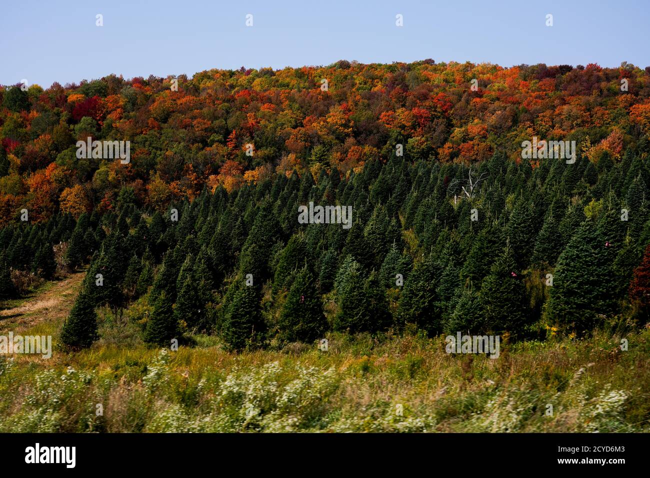 Fall colors in Vermont Stock Photo Alamy