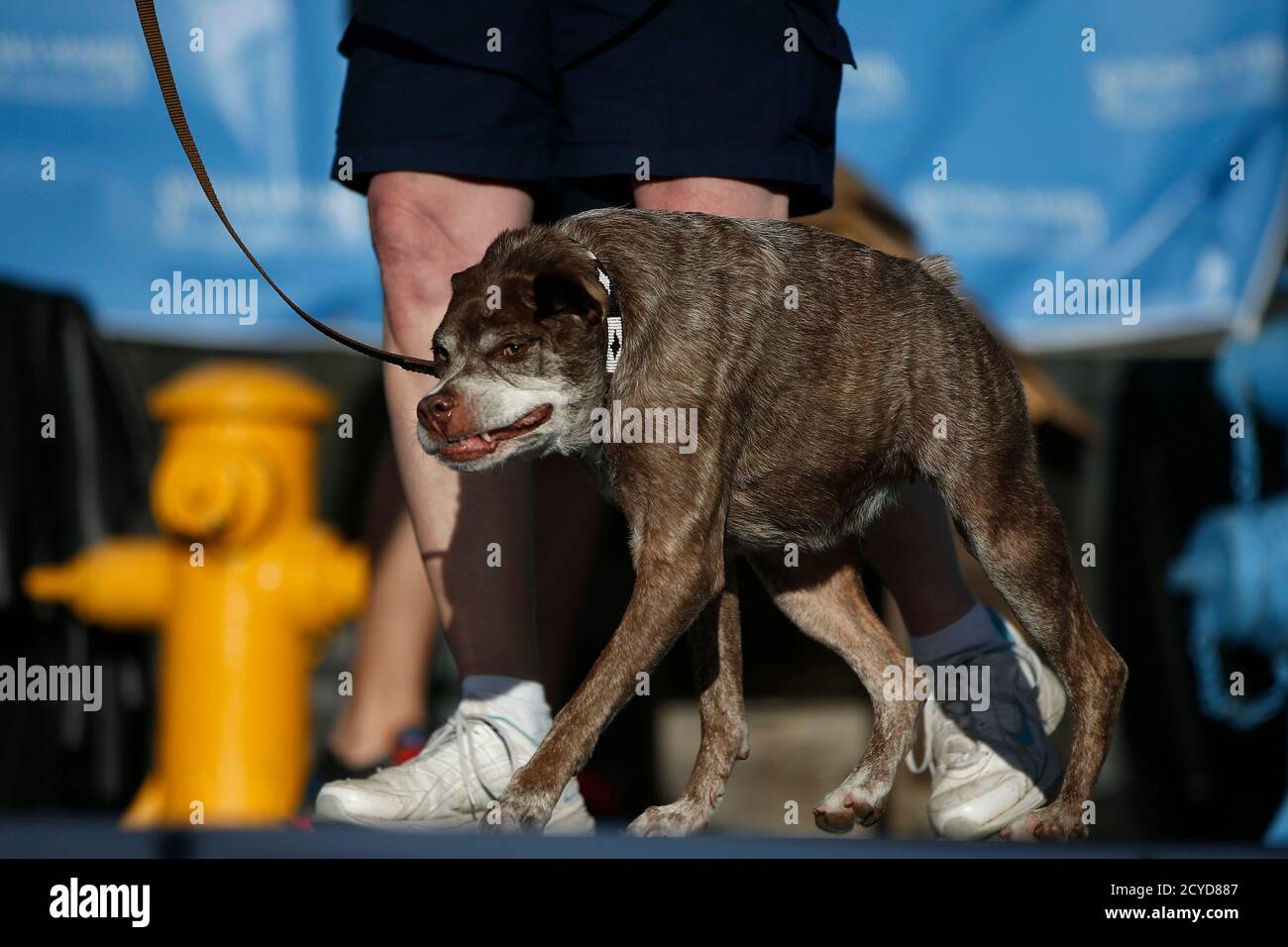 Shep The Dog High Resolution Stock Photography and Images - Alamy