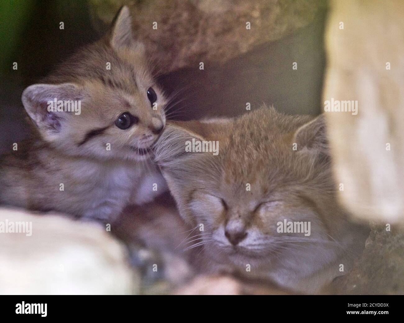 Renana (L), a 3-week-old sand kitten, is seen next to her mother Rotem at the Ramat Gan Safari near Tel Aviv August 8, 2011. The kitten is the first of the sand cat species, considered extinct in Israel, to be born at the safari park, an open-air zoo, a statement from the safari said. REUTERS/Nir Elias (ISRAEL - Tags: ANIMALS ENVIRONMENT) Stock Photo