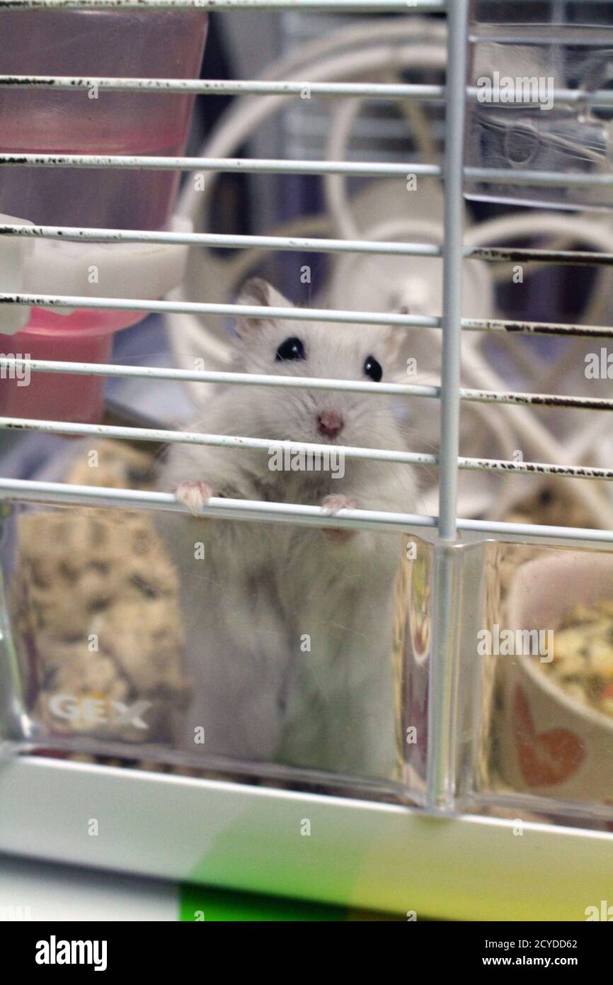 https://c8.alamy.com/comp/2CYDD62/hamster-with-its-playing-properties-in-a-cage-2CYDD62.jpg