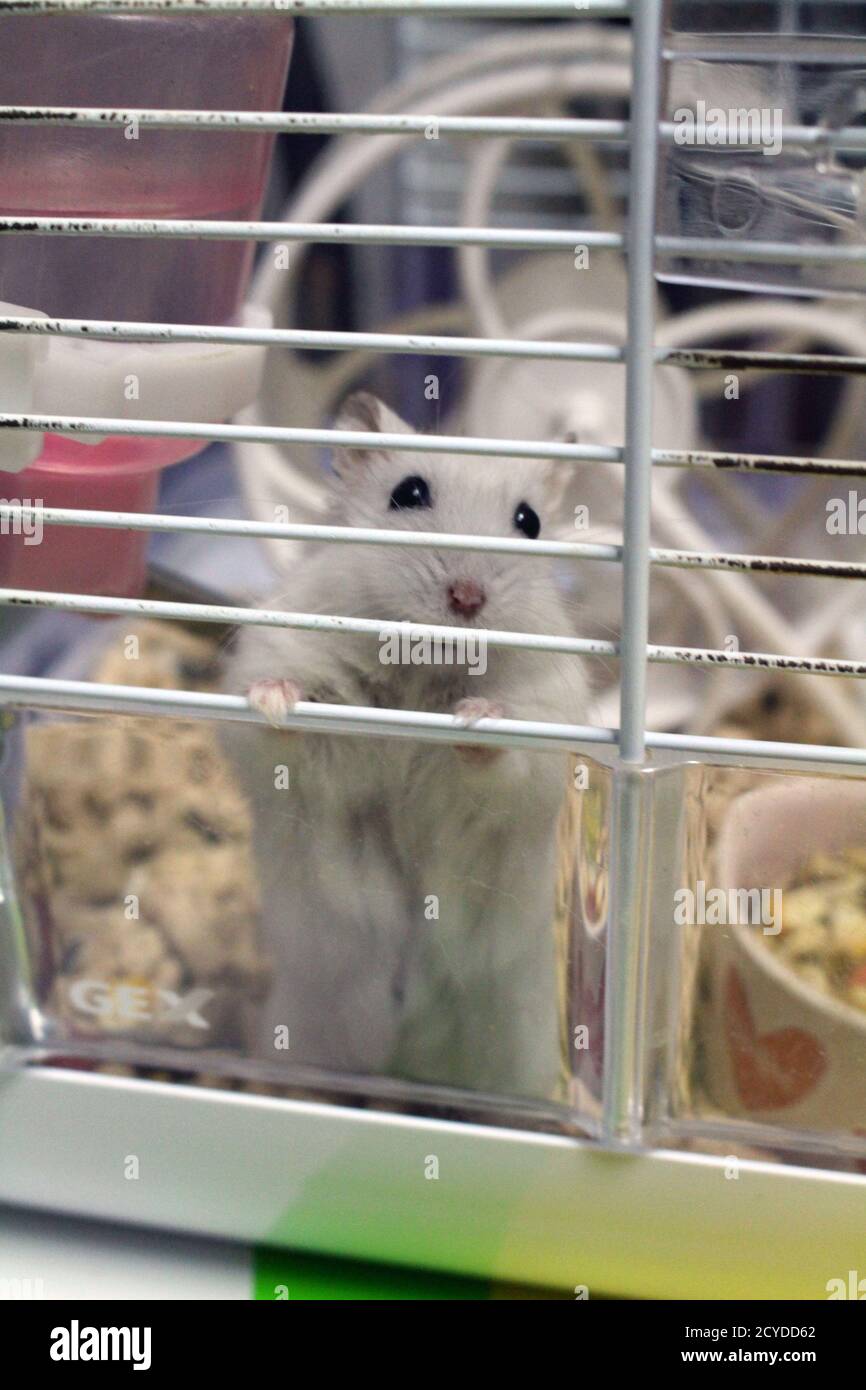 Hamster with its playing properties in a cage. Stock Photo