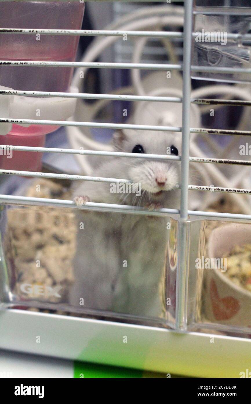 Hamster with its playing properties in a cage. Stock Photo