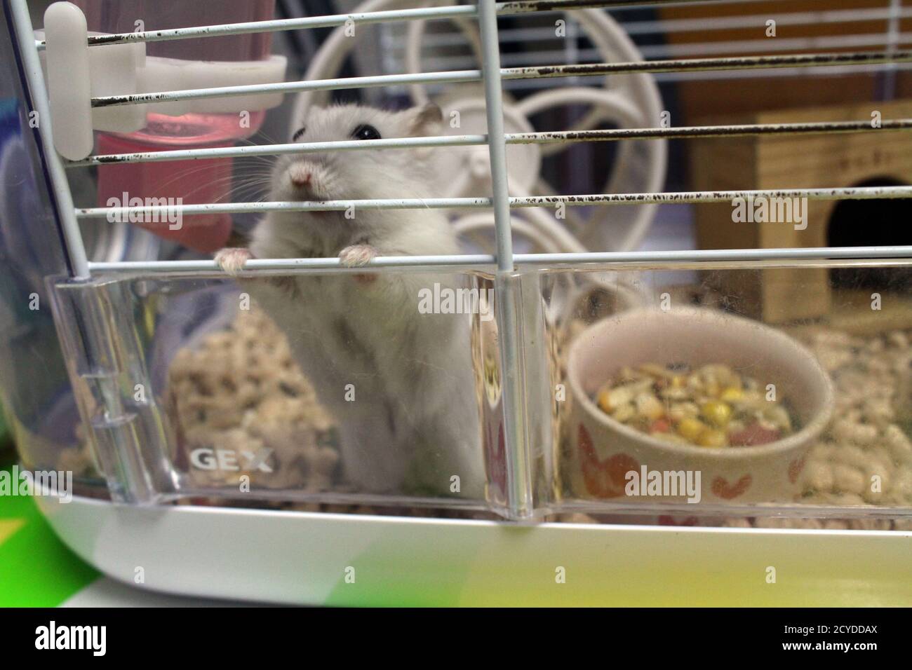 Hamster with its playing properties in a cage. Stock Photo
