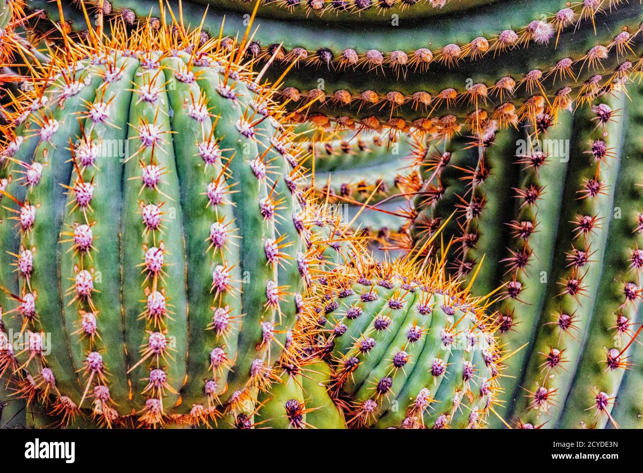 Argentine saguaro cactus, also known as cardon grande cactus or Echinopsis terscheckii Stock Photo