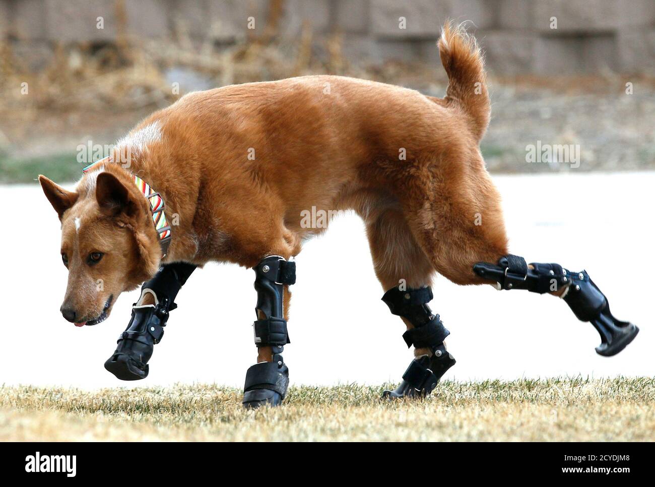 Naki'o, a mixed-breed dog with four prosthetic devices, goes for a run in  Colorado Springs April 12, 2013. Naki'o lost all four feet to frostbite  when he was abandoned as a puppy