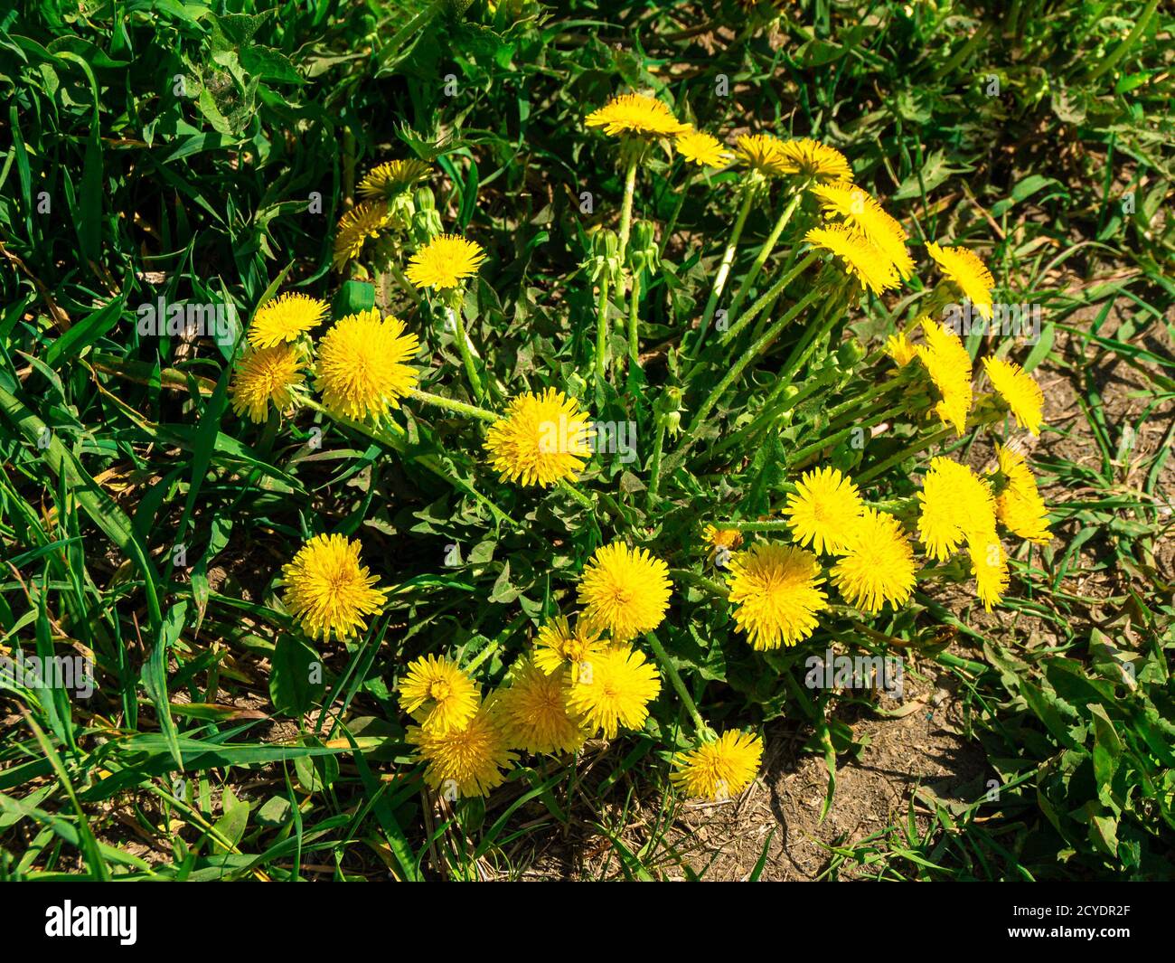 a large dandelion bush blooms with many yellow flowers Stock Photo