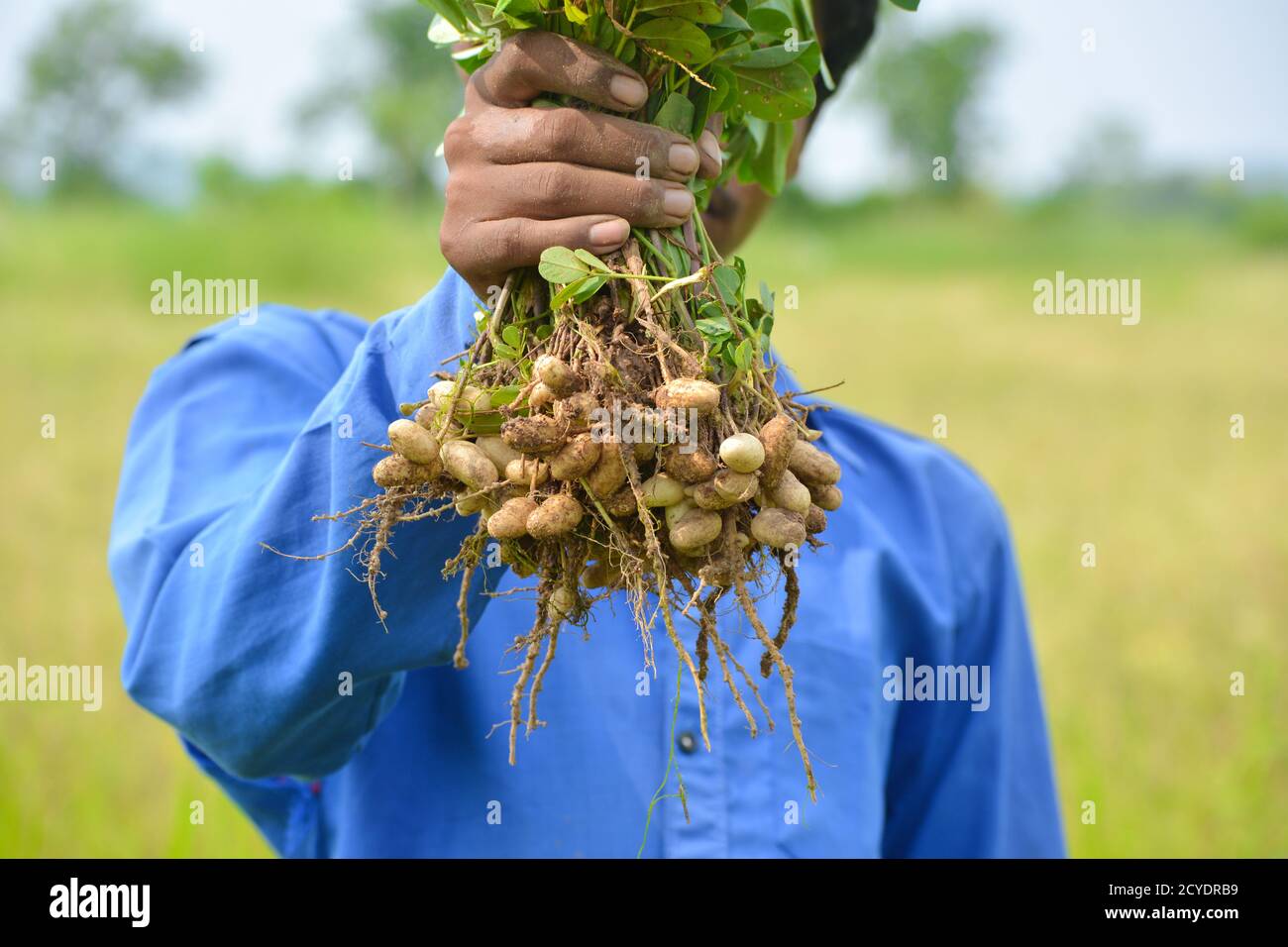 Fresh peanuts plants with roots Stock Photo
