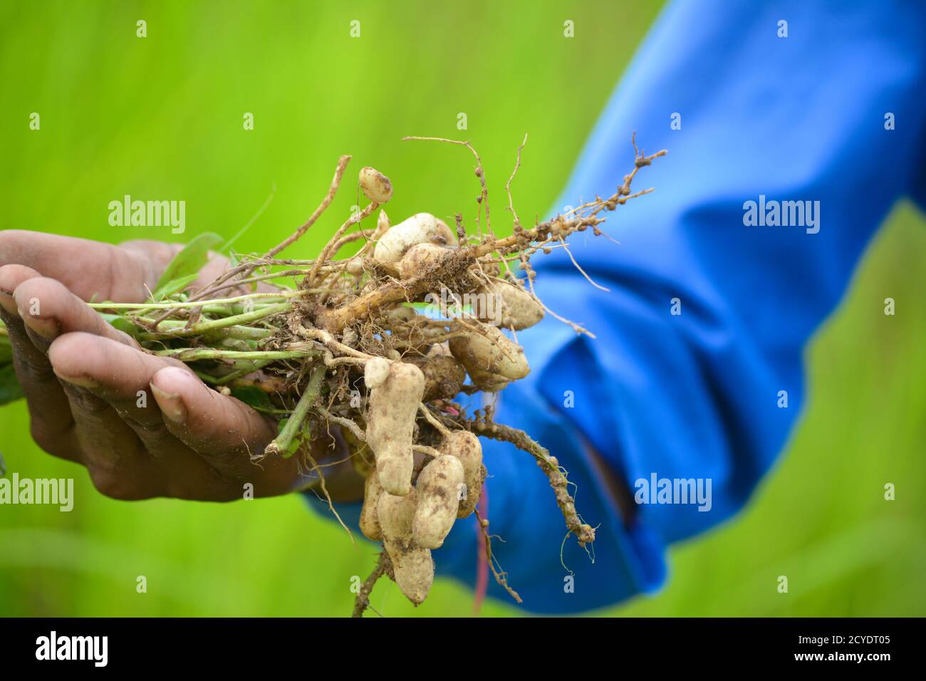 Fresh peanuts plants with roots Stock Photo