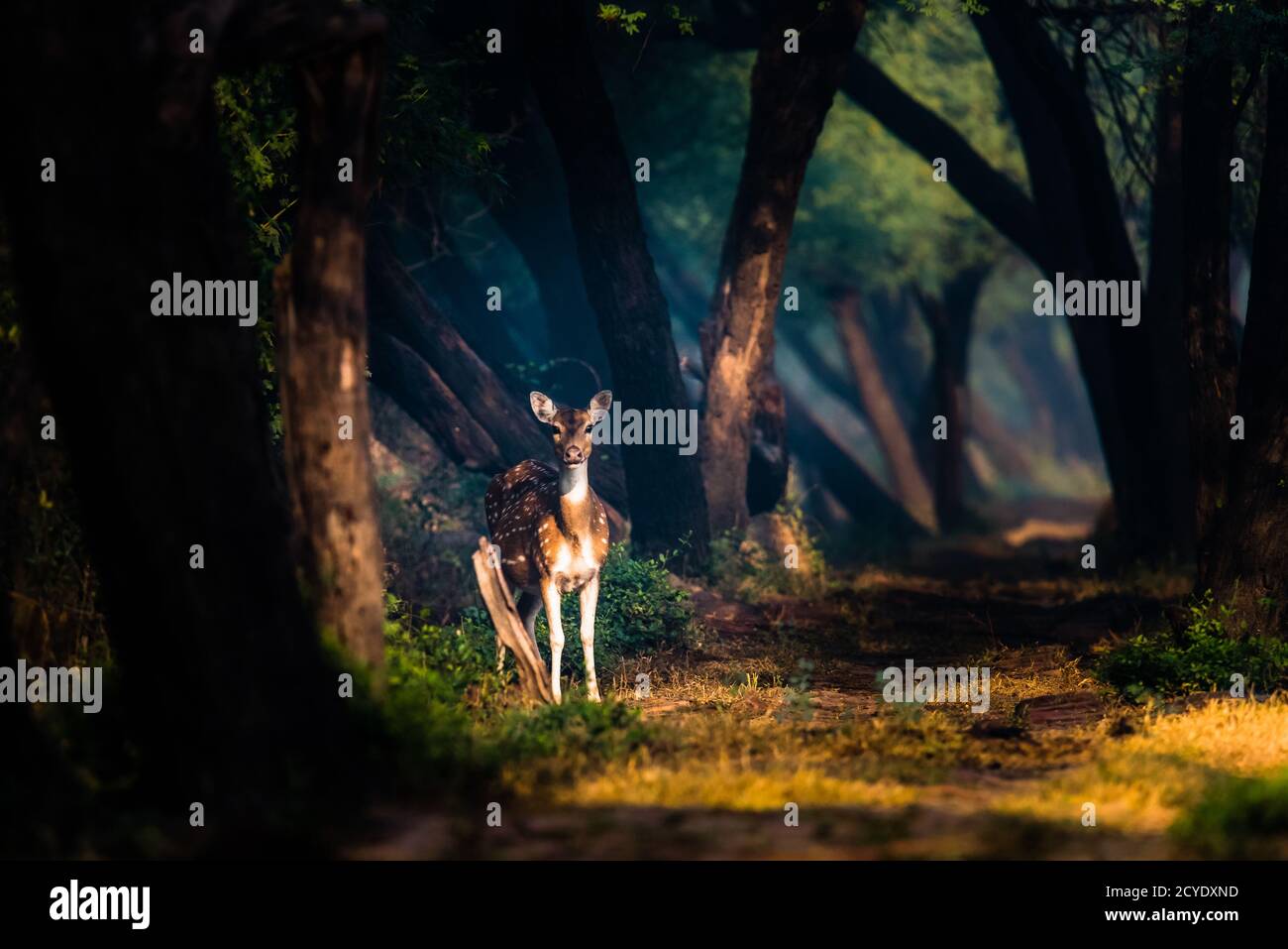 Spotted Deer photographed at Keoladeo National Park Stock Photo