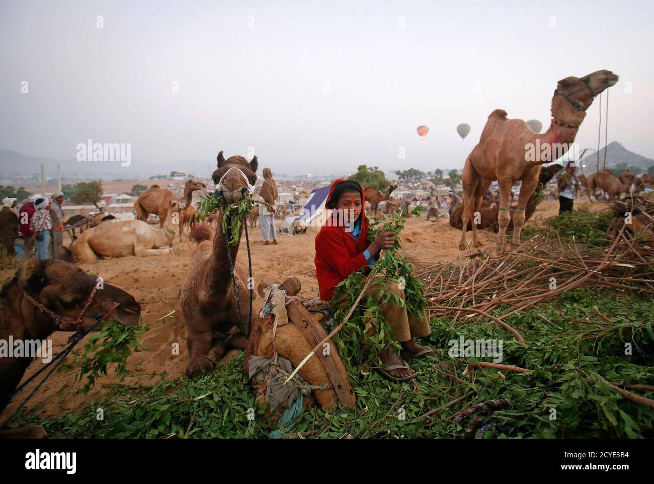 оаэ верблюды. оптические иллюзии животные. хозяин верблюда. арабы бедуины. верблюд с кучей вещей.