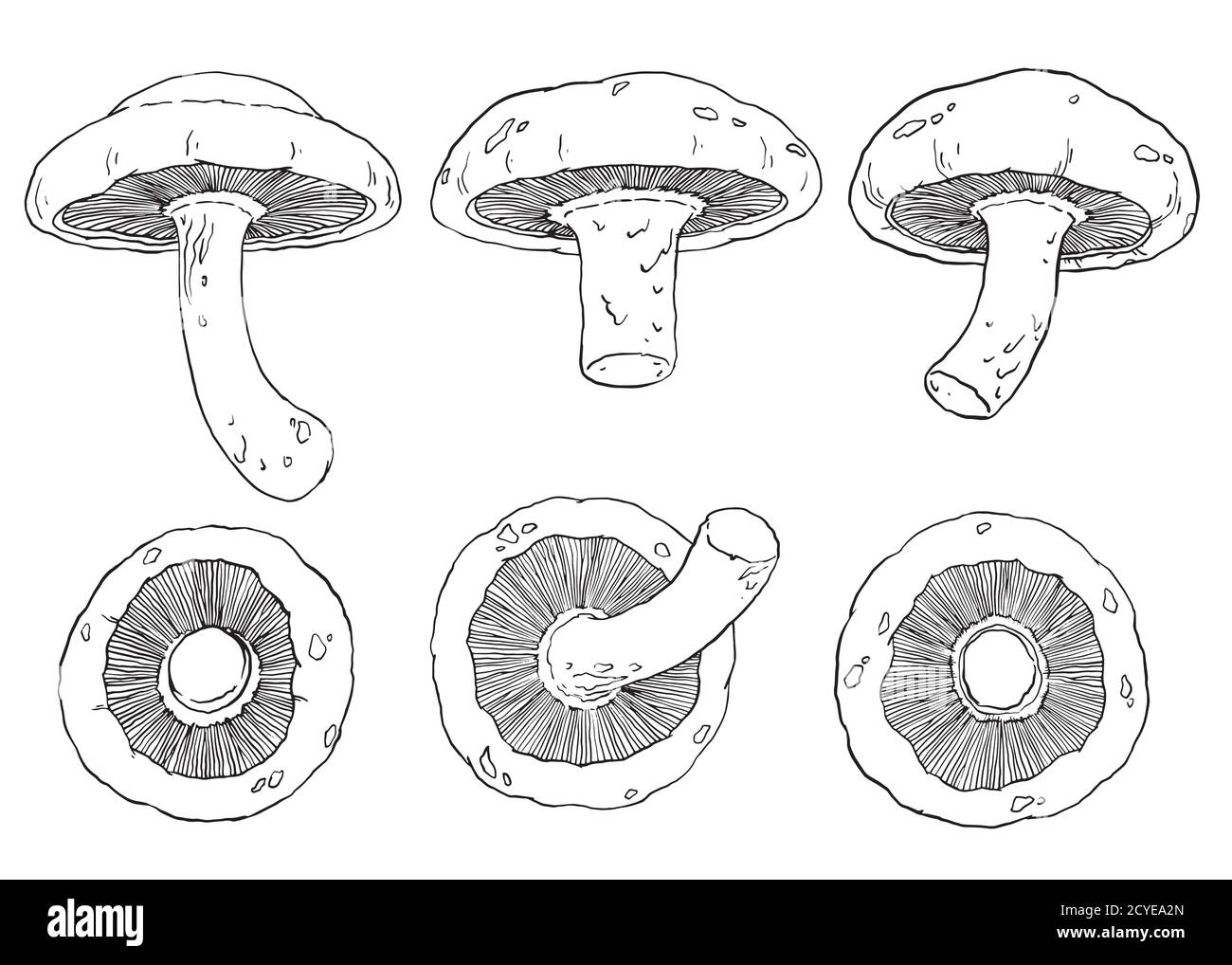 Shiitake mushrooms illustration. Set of 6 hand drawn mushrooms. Black and white detailed outline drawing. Vector illustration. Stock Vector