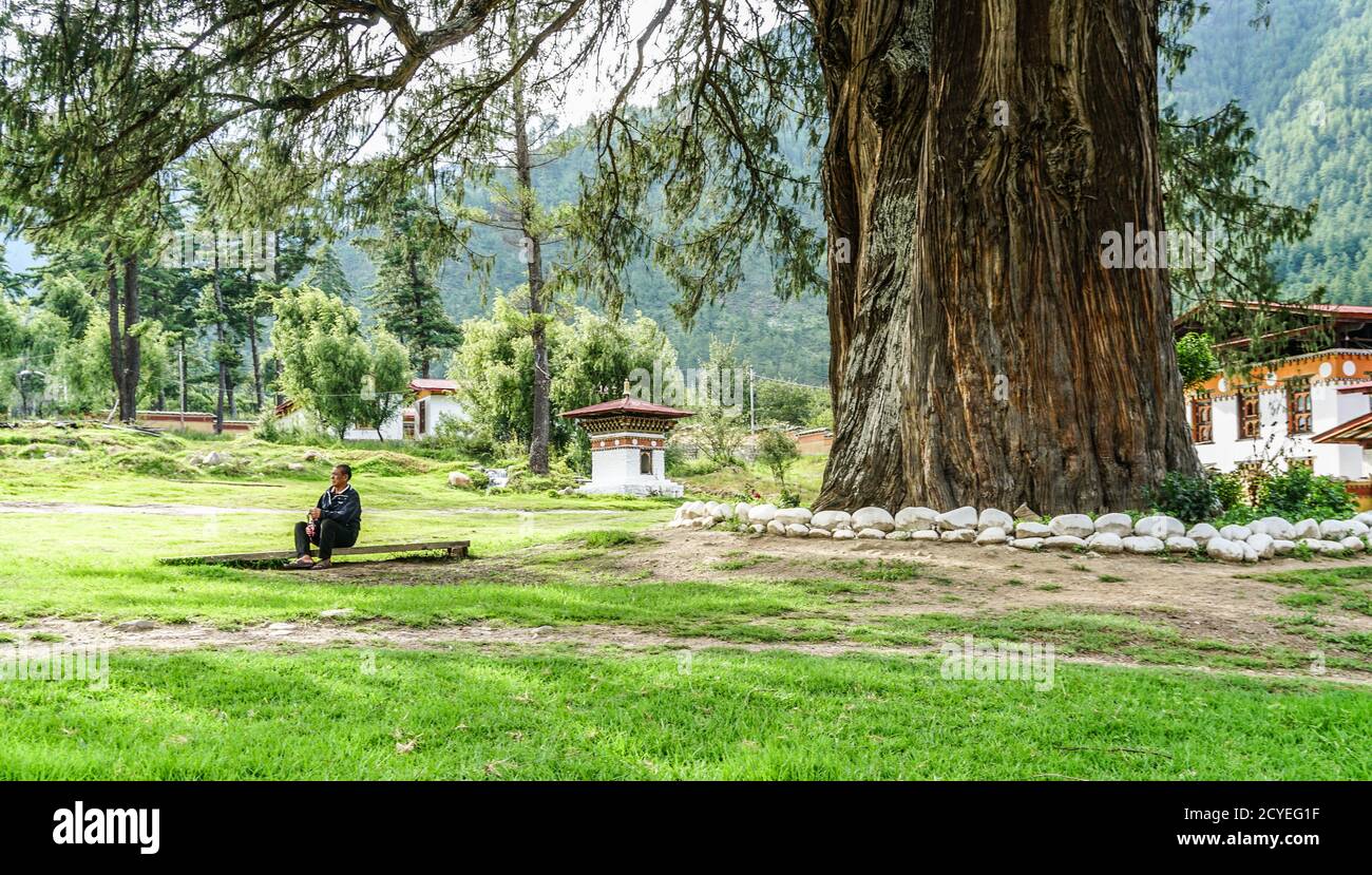 Elderly man meditating by a Himalayan cedar tree in Thimphu, Bhutan Stock Photo