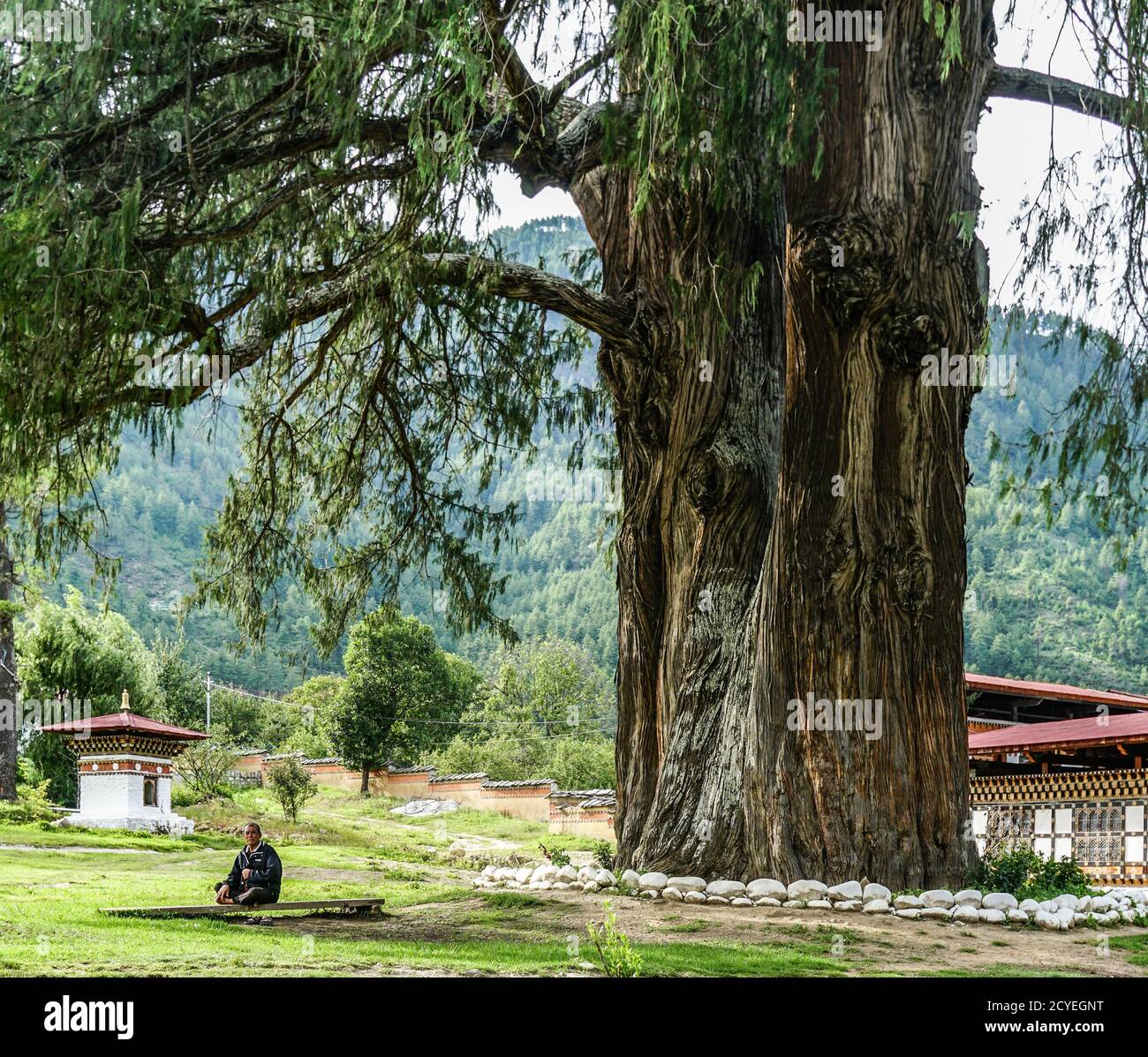 Elderly man meditating by a Himalayan cedar tree in Thimphu, Bhutan Stock Photo