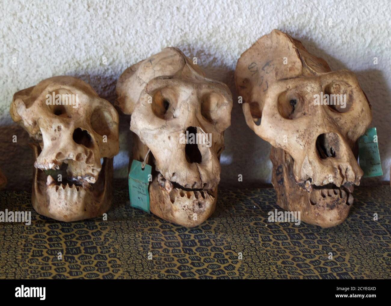 gigantopithecus blacki skull