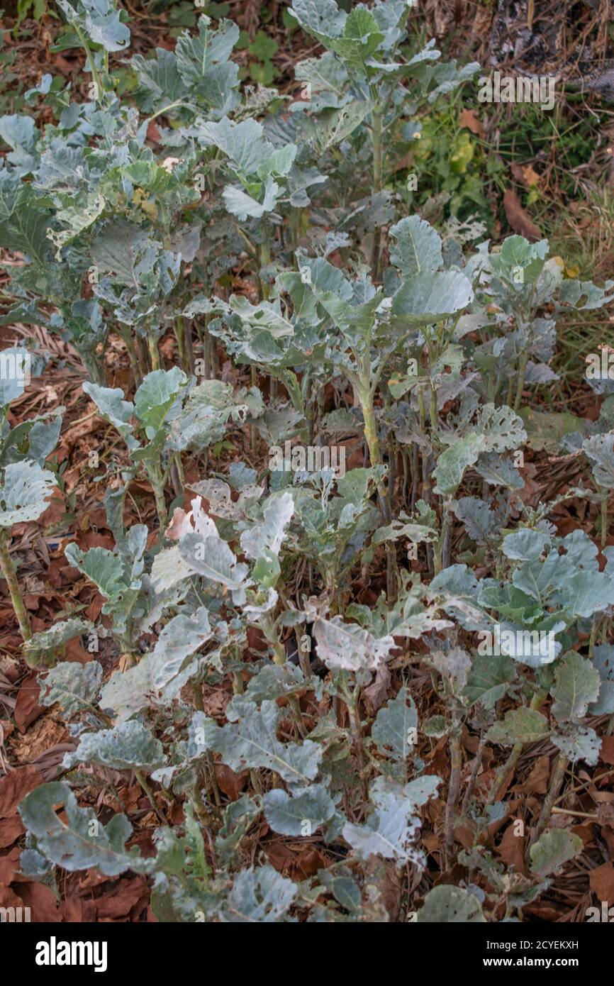 small vegetable garden of collard greens (sukuma wiki) in Marsabit