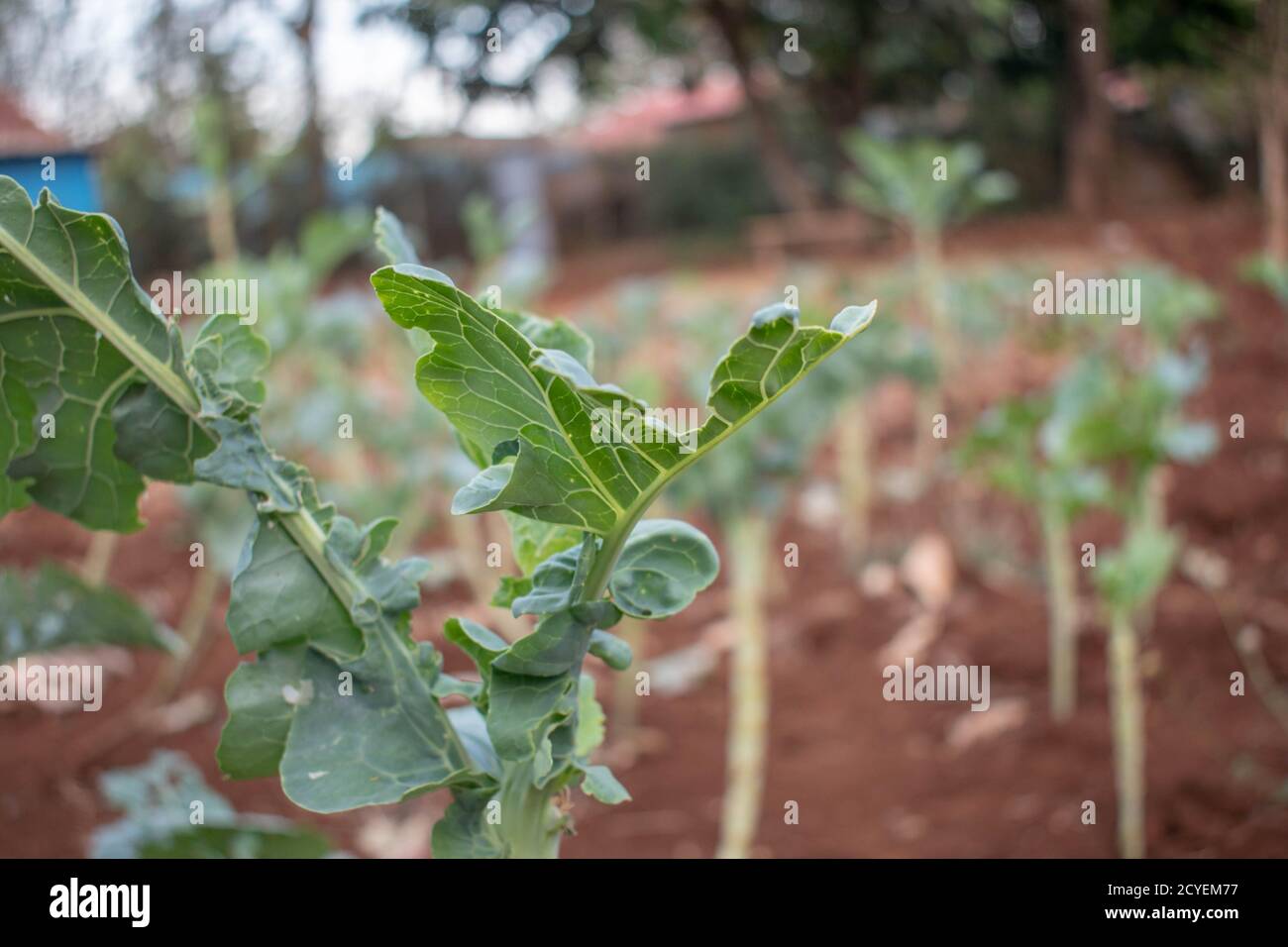 A small vegetable garden of collard greens (sukuma wiki) in Marsabit, Kenya. it's widely eaten along with ugali Stock Photo