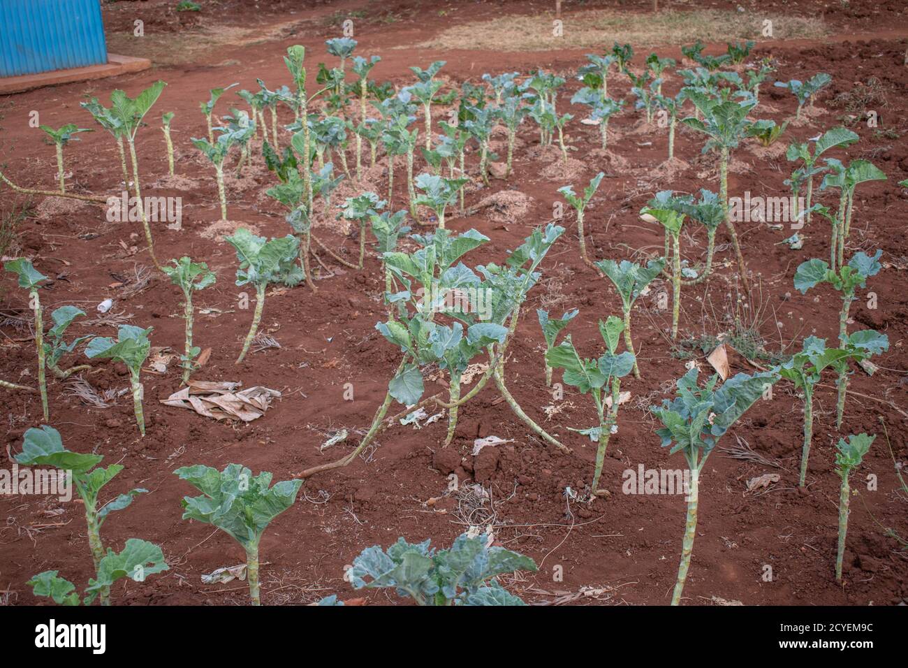 small vegetable garden of collard greens (sukuma wiki) in Marsabit,Kenya.  its widely eaten along with ugali Stock Photo - Alamy