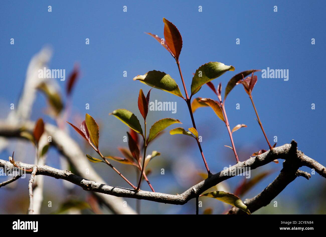 Khat kenya hires stock photography and images Alamy