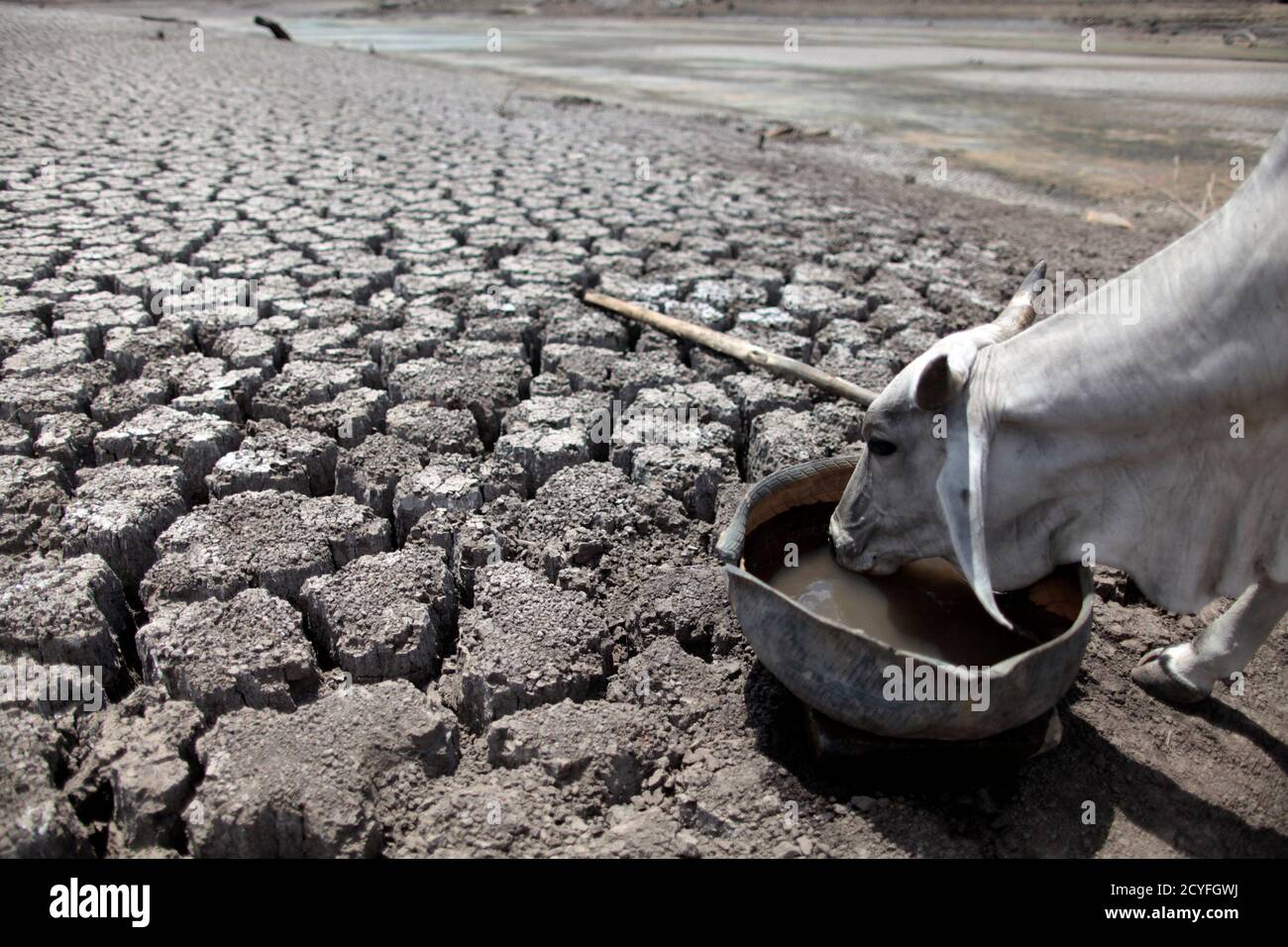 A cow drinks water on cracked ground at the Las Canoas dam, some 59 km (37  miles) north of the capital Managua April 26, 2013. A large area of the dam  has