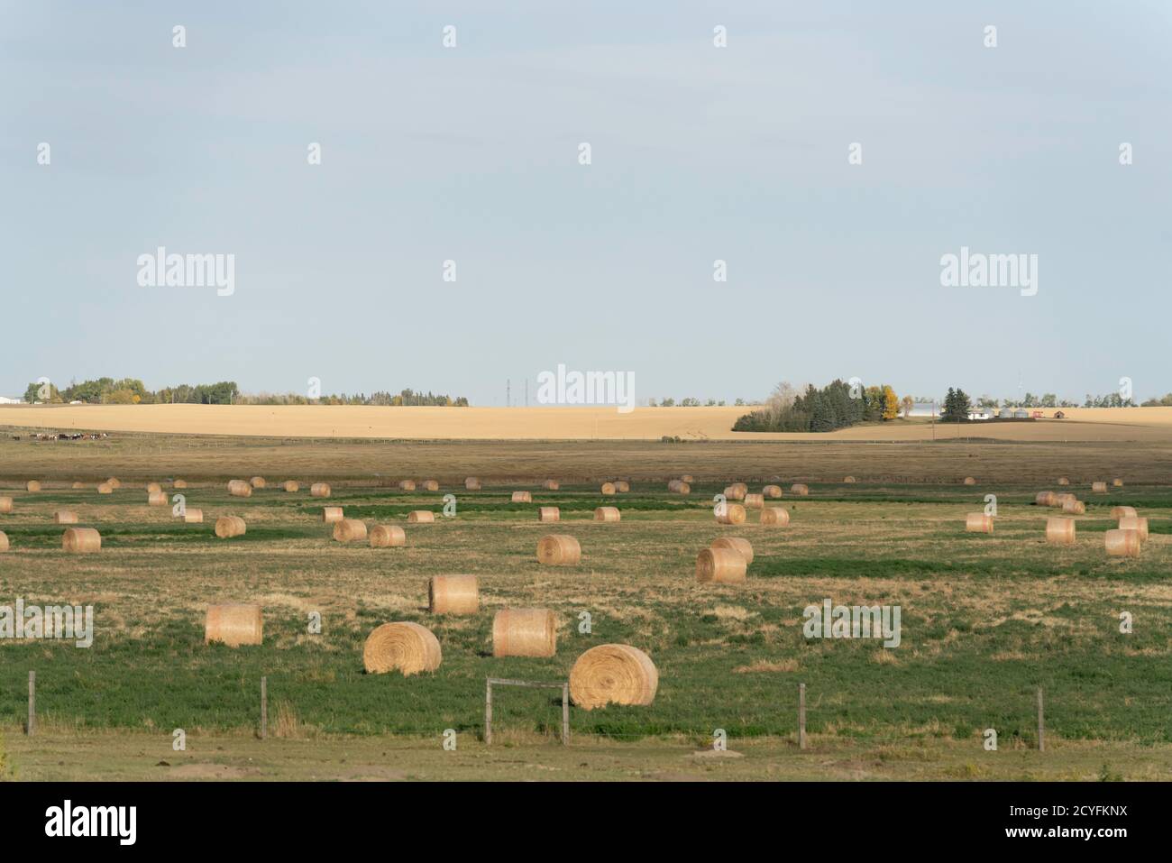 Bales of Hay on farm field after harvest Stock Photo - Alamy