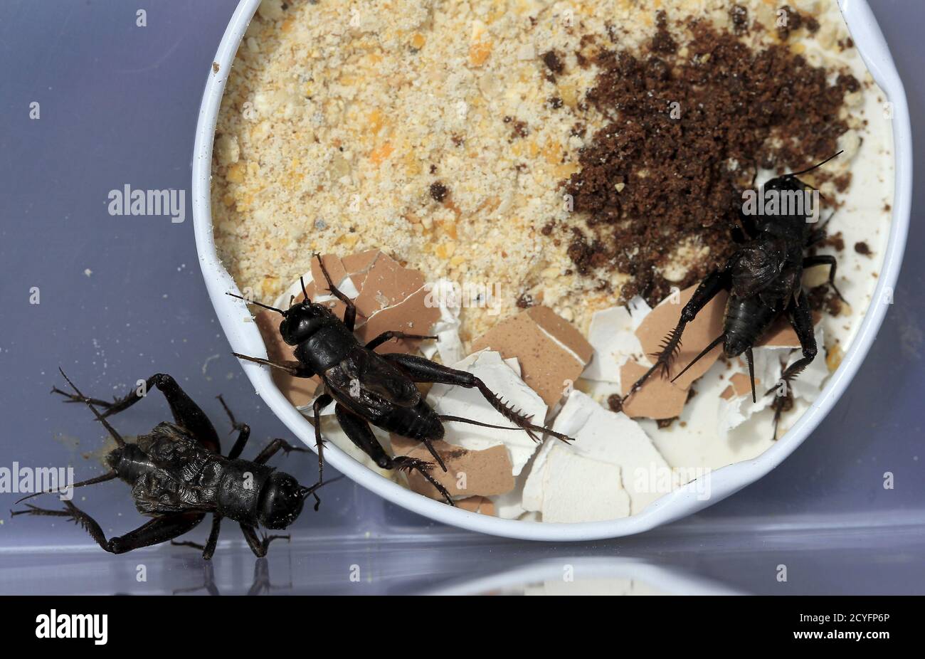 Crickets in a box hires stock photography and images Alamy