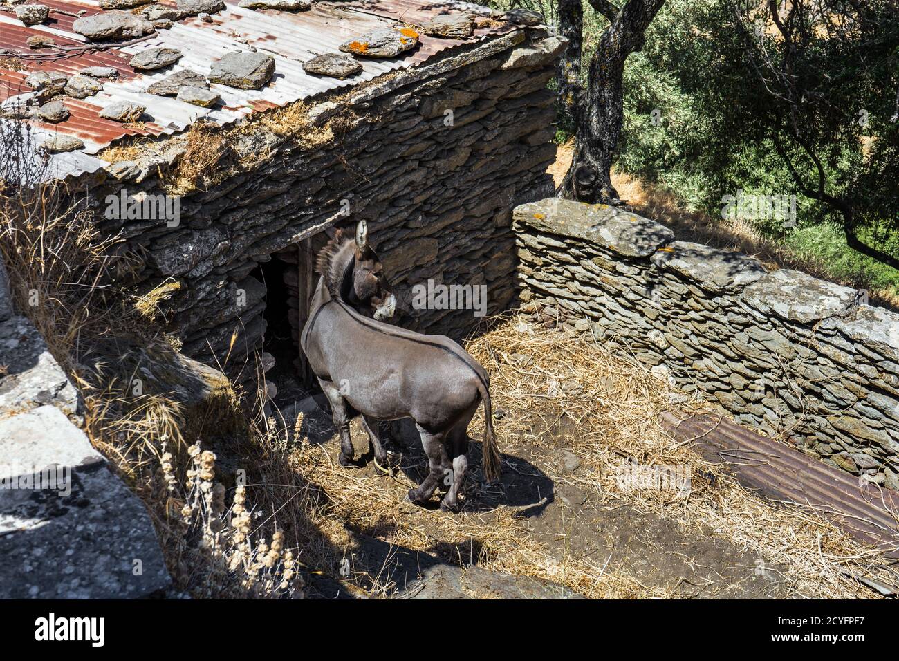 Cute gray donkey at country side, outside stable Stock Photo