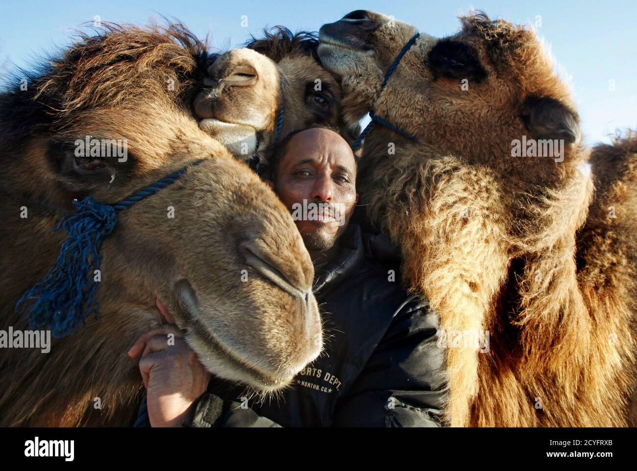 Somali camel herder Ali Abdullahi Hassan, 40, holds three Bactrian camels after taking them for a ride near the rural town of Gyttorp March 3, 2011. Hassan emigrated to Sweden in 2007 Somali camel herder Ali Abdullahi Hassan, 40, holds three Bactrian camels after taking them for a ride near the rural town of Gyttorp March 3, 2011. Hassan emigrated to Sweden in 2007