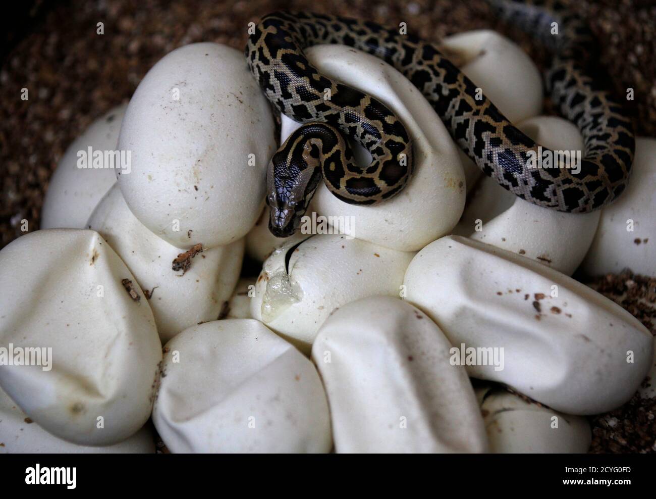 Baby Python High Resolution Stock Photography And Images Alamy Baby Python High Resolution Stock Photography And Images Alamy